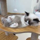 성포중학교 | 안산고양이카페 우다다다고양이카페 개냥이들과의 힐링타임