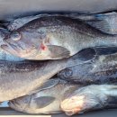 피싱랜드 이미지