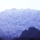 지리산큰나무 이미지