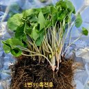 단풍취/우산대/청나래고사리/당개지치/세신가격인하/노랑.퍼플꽃창포/참나물/모시대/풀솜대/미나지/감자난초/동자꽃/앵초/진범/피나물/금꿩의 이미지