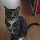 호야 달수 이미지