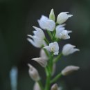 김의난초(Cephalanthera longifolia / Orchidaceae) 이미지