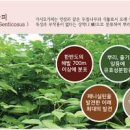 가시오가피 뿌리 효능 6가지 정리 부작용 이미지