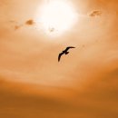 켈리포니아 이미지