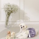 문화애견 이미지