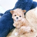 마마스미독 강아지 분양 김해점 | 김해 강아지분양 추천 - 마마스미독 강아지분양 김해점에서 분양받아봅세 ‼️