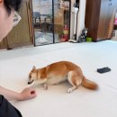 서산시동물보호센터 | 서산시 동물보호센터 유기견 입양후기 (비추천)