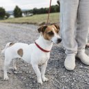 강아지집 이미지