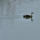 한강삼계탕 이미지