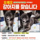 [함안보호소유기견]🆘강아지 실종(전주 완산구 평화동) 오레오(까만털,8kg대) 이미지