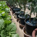 다마내기 이미지