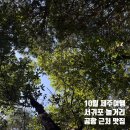 풍년2길 | 🍊25년 10월 | 가을 제주일기 4일차 [오는정김밥/풍년식당/서귀포치유의숲/제주레포츠랜드/에오마르...