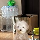 도그싸롱 이미지