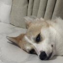 달이네집 이미지