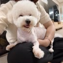 댕그레 이미지