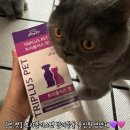 플러스펫 | [Mung.Cat/멍.캣] 트리플러스펫 반려동물 올인원 영양제 후기