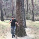 대길임업 | [삼척여행] 조선왕조의 뿌리 이성계의 할아버지 묘소인 준경묘 / 영경묘