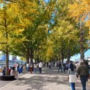 은행나무길 이미지