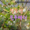 팔조령영농조합법인 이미지