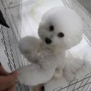 그루밍독 연구소 이미지