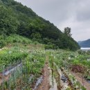 고라농장 이미지