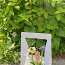 (원데이)히아시스 플라워 캔들 이미지