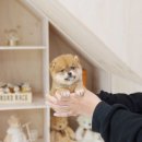 금쪽금쪽금쪽반려동물병원 이미지