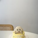 댕댕바게트 이미지