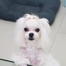 플러스애견미용실 이미지