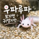 도롱뇽 | 우파루파 키우기 초보 가이드, 도롱뇽 먹이 수질관리