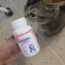 키친플러스 | 알로키친 코어린 엘라이신 고양이 영양제 플러스·퓨어 솔직후기 – 락토페린, 베타글루칸효능까지 챙긴...