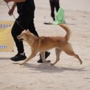 애견전람회 이미지