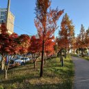 삼거리카포스 이미지