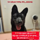 [임보홍보]🆘️애교쟁이 까미의 임보처 구해요🆘️ 이미지