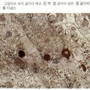 글리아(GLIA)