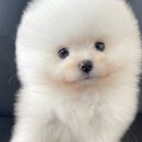 드림독 강아지분양 안심분양센터 김포점 이미지