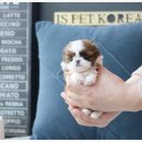 24시간 상담 가능한 안양강아지분양 이즈펫 강아지 고양이 본점 믿고 방문한 후기