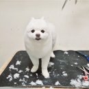 롯데쇼핑롯데슈퍼위례동로점 | 대구 동구 율하 애견미용 :: 포메라니안 지디의 물개컷 가위컷 후기
