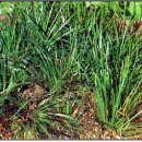 약초이야기 이미지