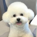 대명동 강아지 | 대구 남구 대명동 강아지 미용 비숑미용 "우리그루밍"