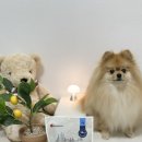 펫라인유통 | 강아지간식추천 엘레강스펫 가수분해간식 덴탈껌