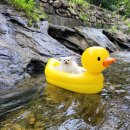 고천농장 | 삼척 애견동반펜션 샘터펜션 대만족 숙박후기 - 숲캉스/계곡/정원