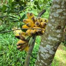 OK농장 | 사이판 OK농장 방문기｜망고·용과·파파야 맛보는 열대과일 체험