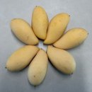 (주)비락 | 프리미엄 망고 2kg 9,900원 이벤트 주문 성공 후기 🥭💛ㅣ파라솔 청과 브랜드 망고 100박스 10초컷 실화?