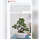 해송 농장 | 후기 BEST 해송 특대품 고급 분재 선물 축하화분 리뷰모음