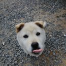 산채로 - 양구군 | 산채로