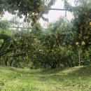 산골복숭아농장 이미지