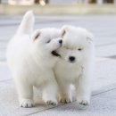 멍뭉이 티스토리
