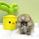 엔젤인독스 이미지