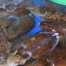 대천항수산시장 이미지